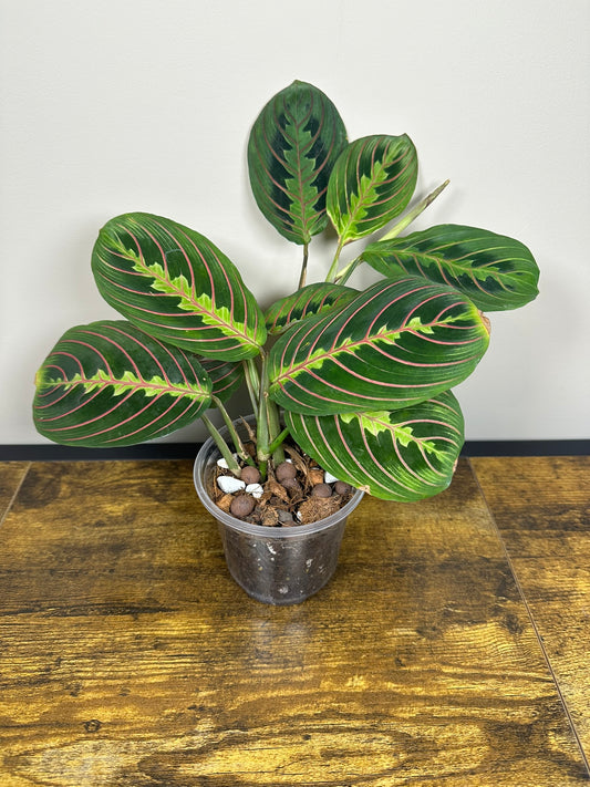 Red Prayer Plant -3" Pot