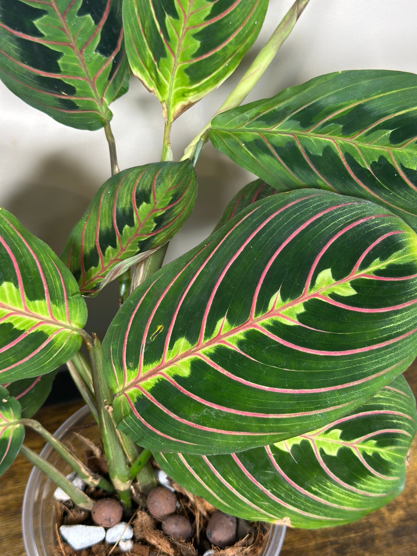 Red Prayer Plant -3" Pot