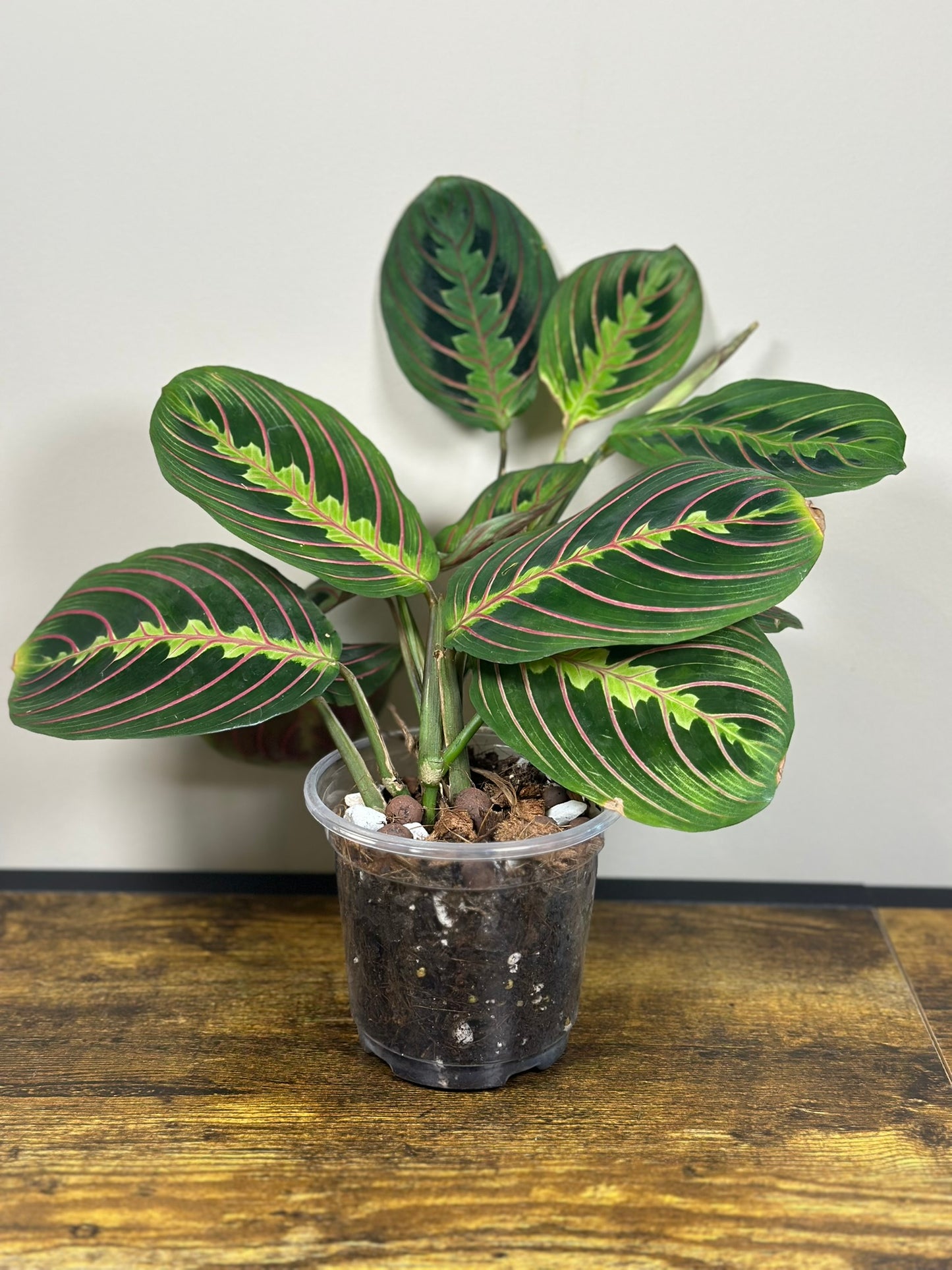 Red Prayer Plant -3" Pot