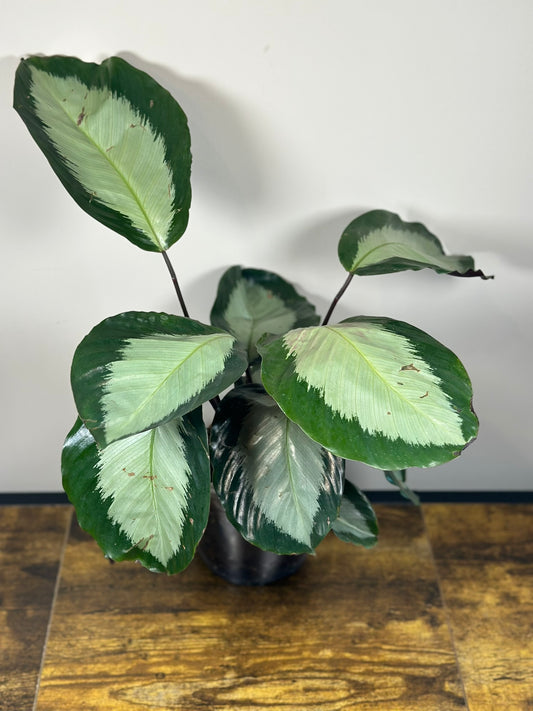 Calathea Royal Standard - 6" pot