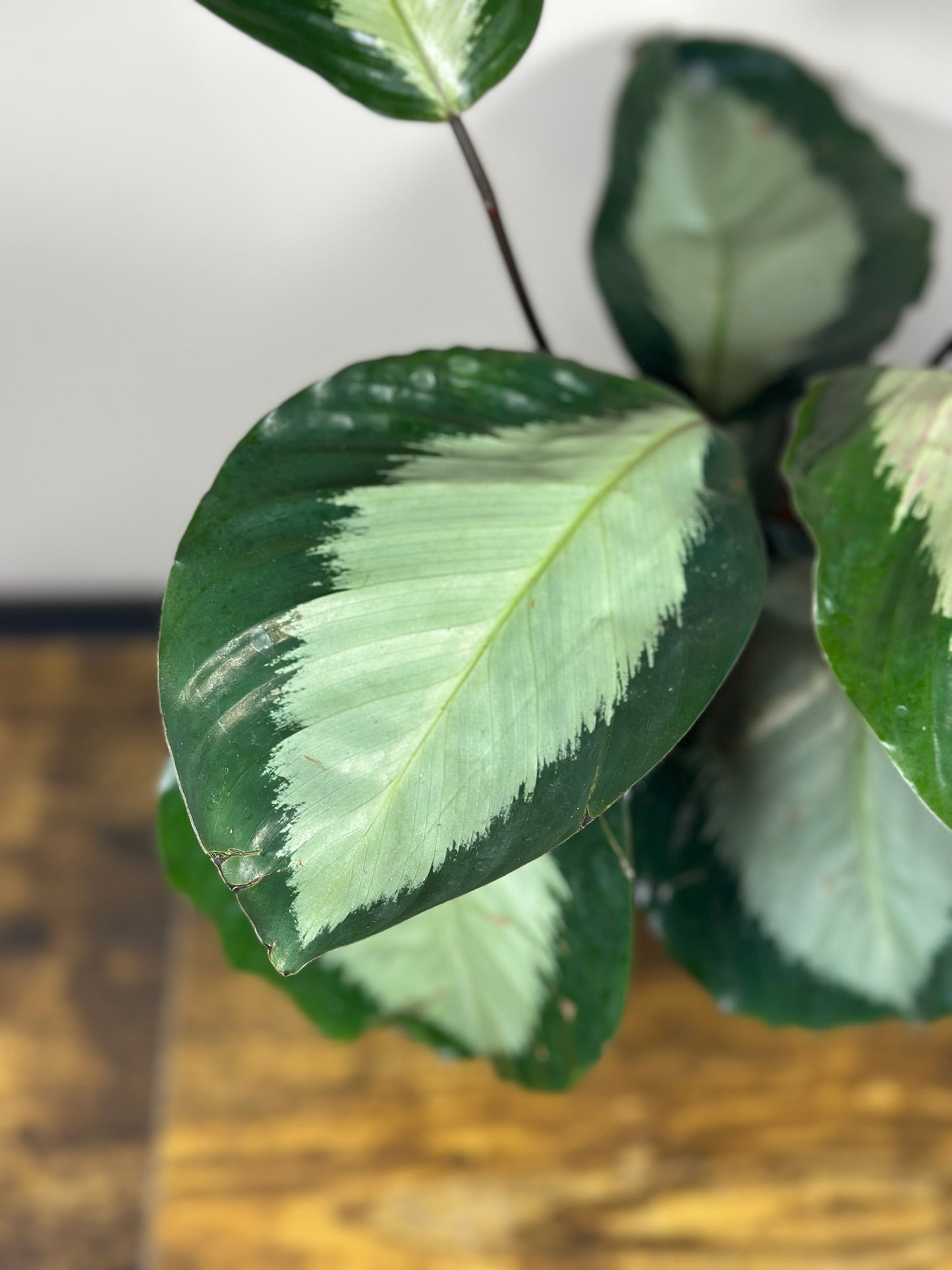 Calathea Royal Standard - 6" pot