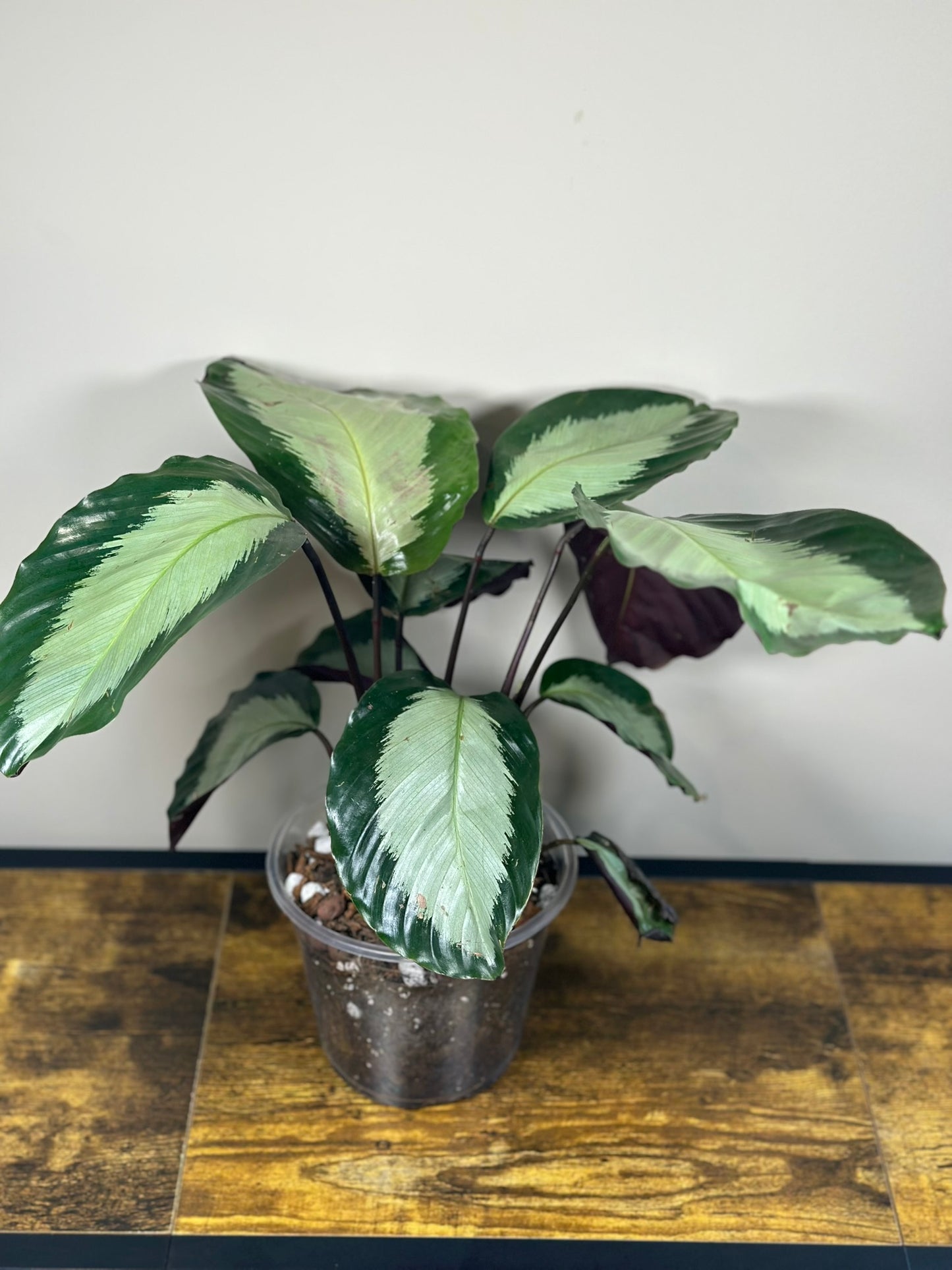 Calathea Royal Standard - 6" pot