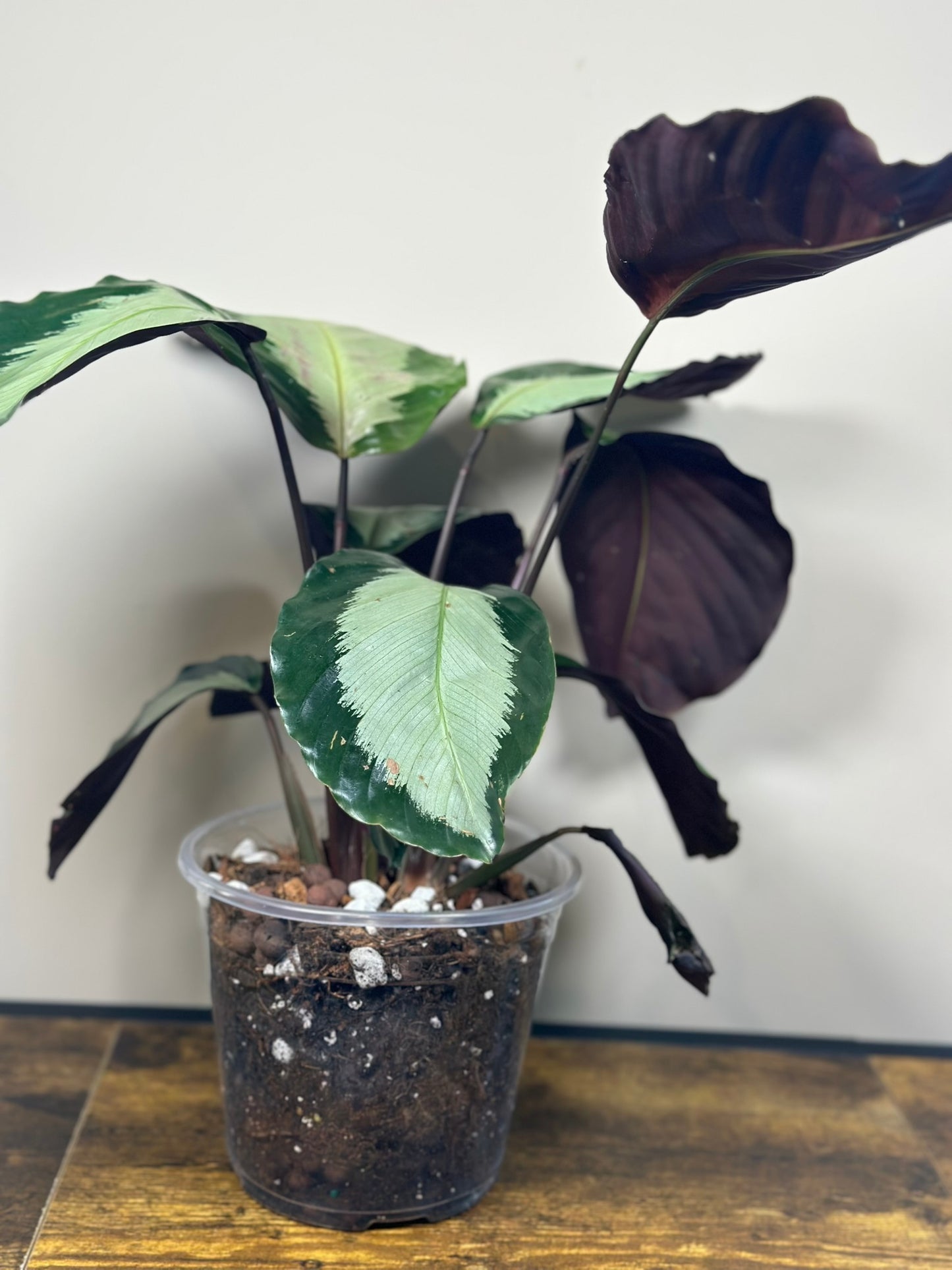 Calathea Royal Standard - 6" pot