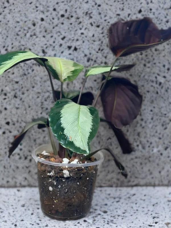 Calathea Royal Standard - 6 inch