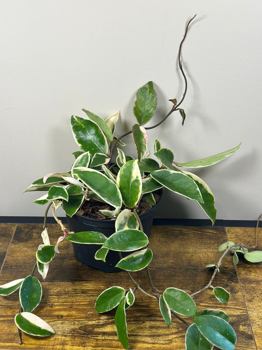 Krimson Queen Hoya Plant - 6" Live Plant