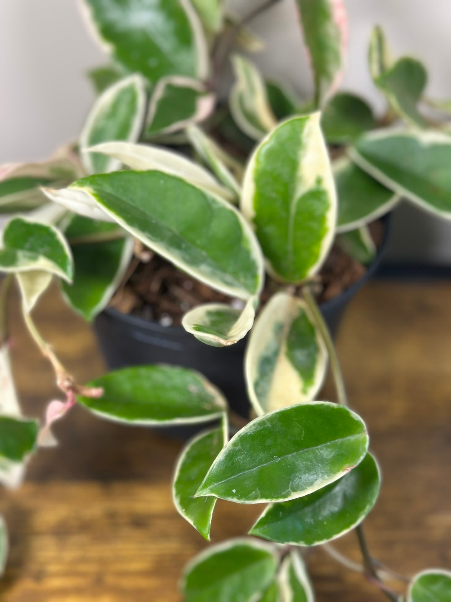 Krimson Queen Hoya Plant - 6" Live Plant