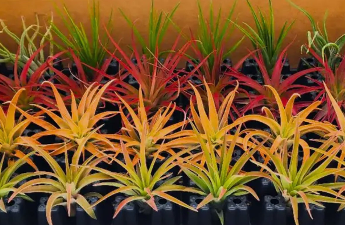 Hanging Air Plant Terrarium