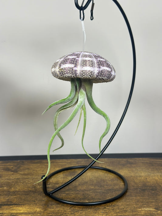 Jellyfish Air Plant