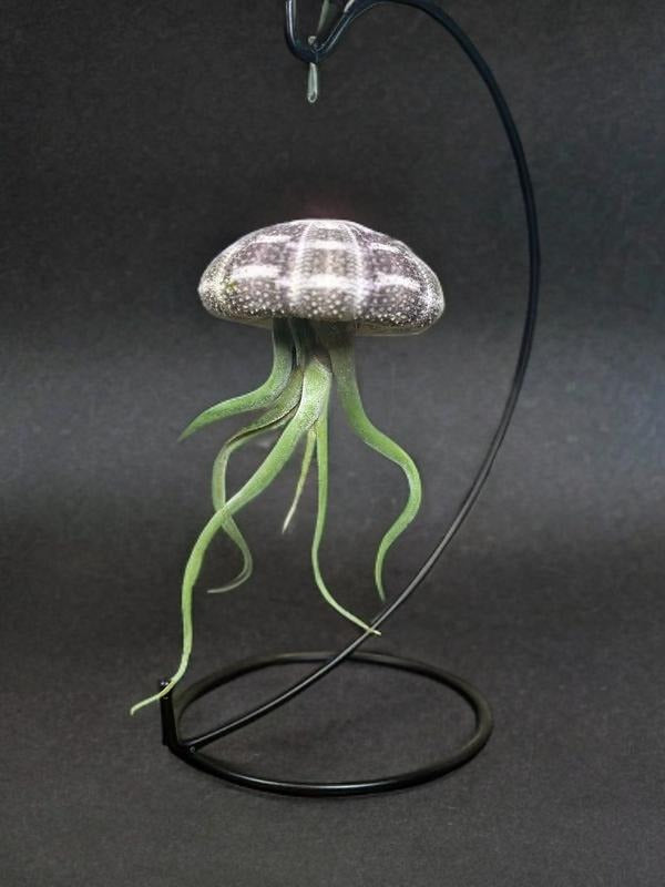 Jellyfish Air Plant