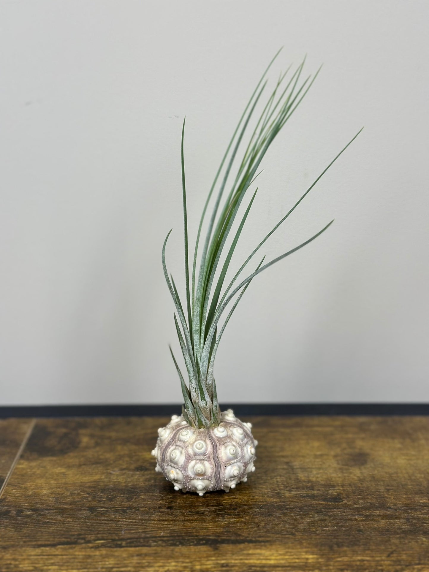 Air Plant in a Sputnik Shell