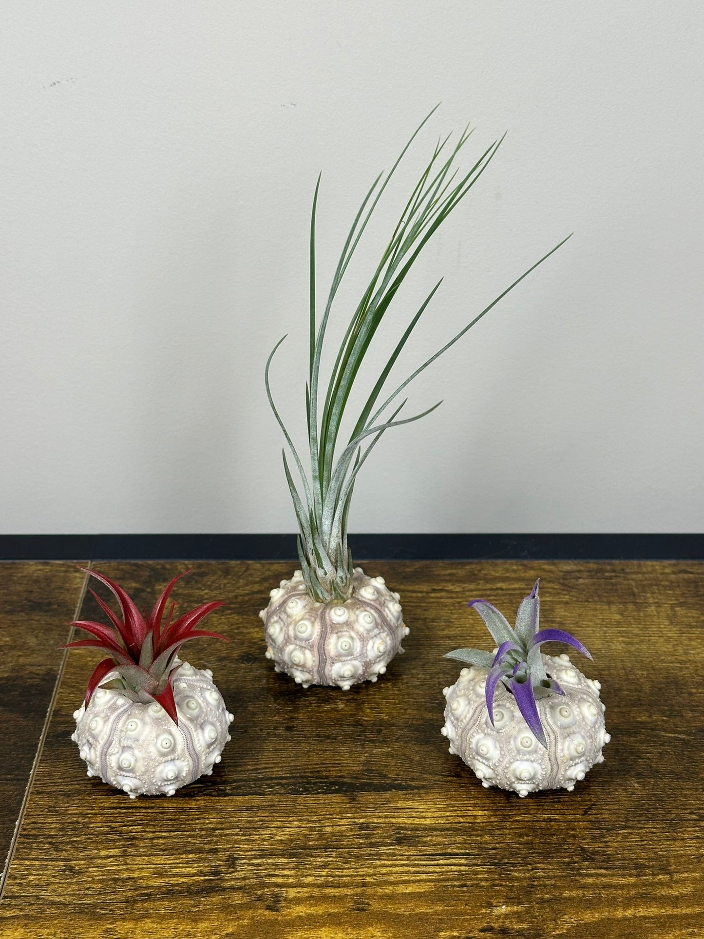 Air Plant in a Sputnik Shell