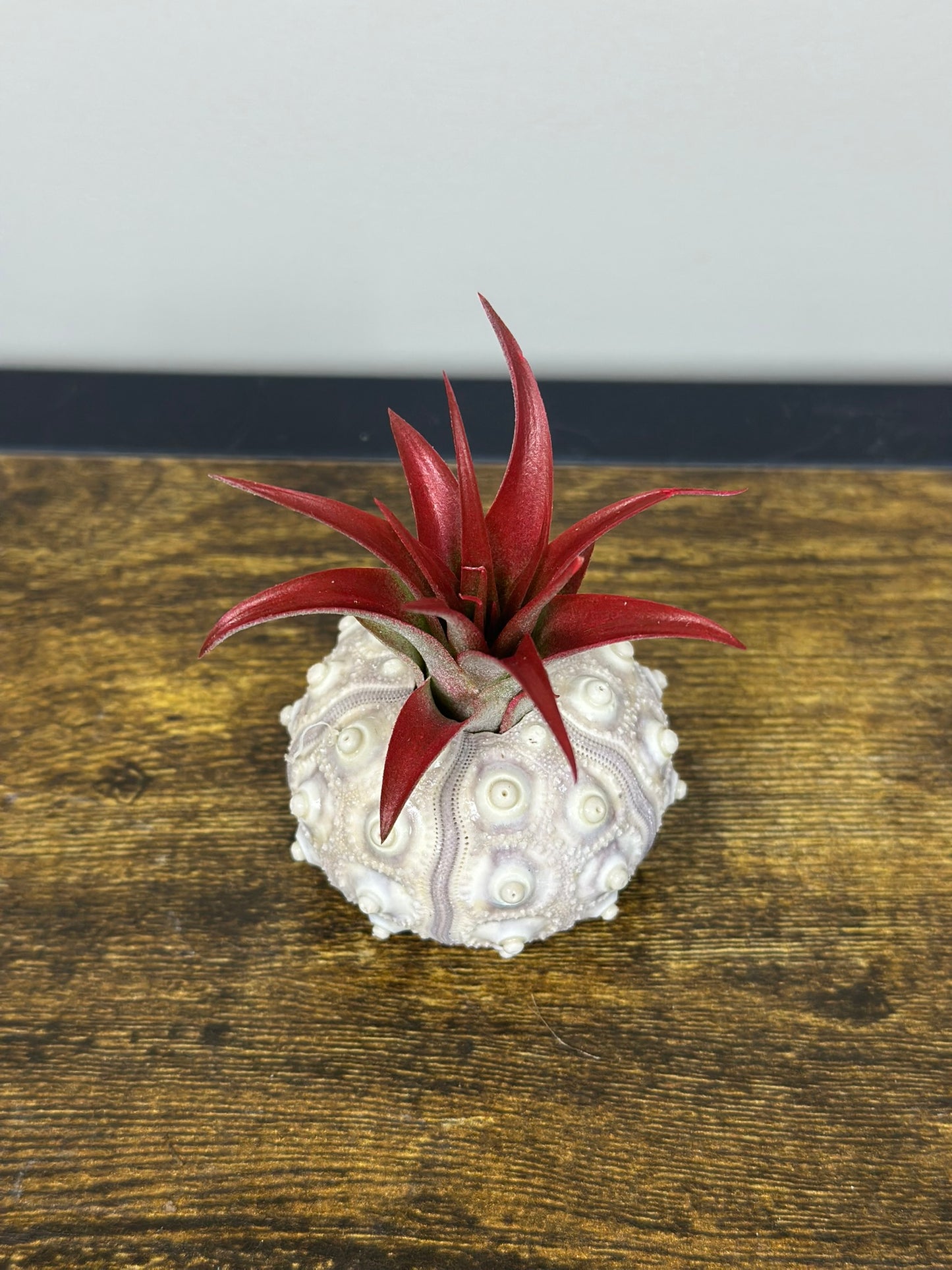 Air Plant in a Sputnik Shell