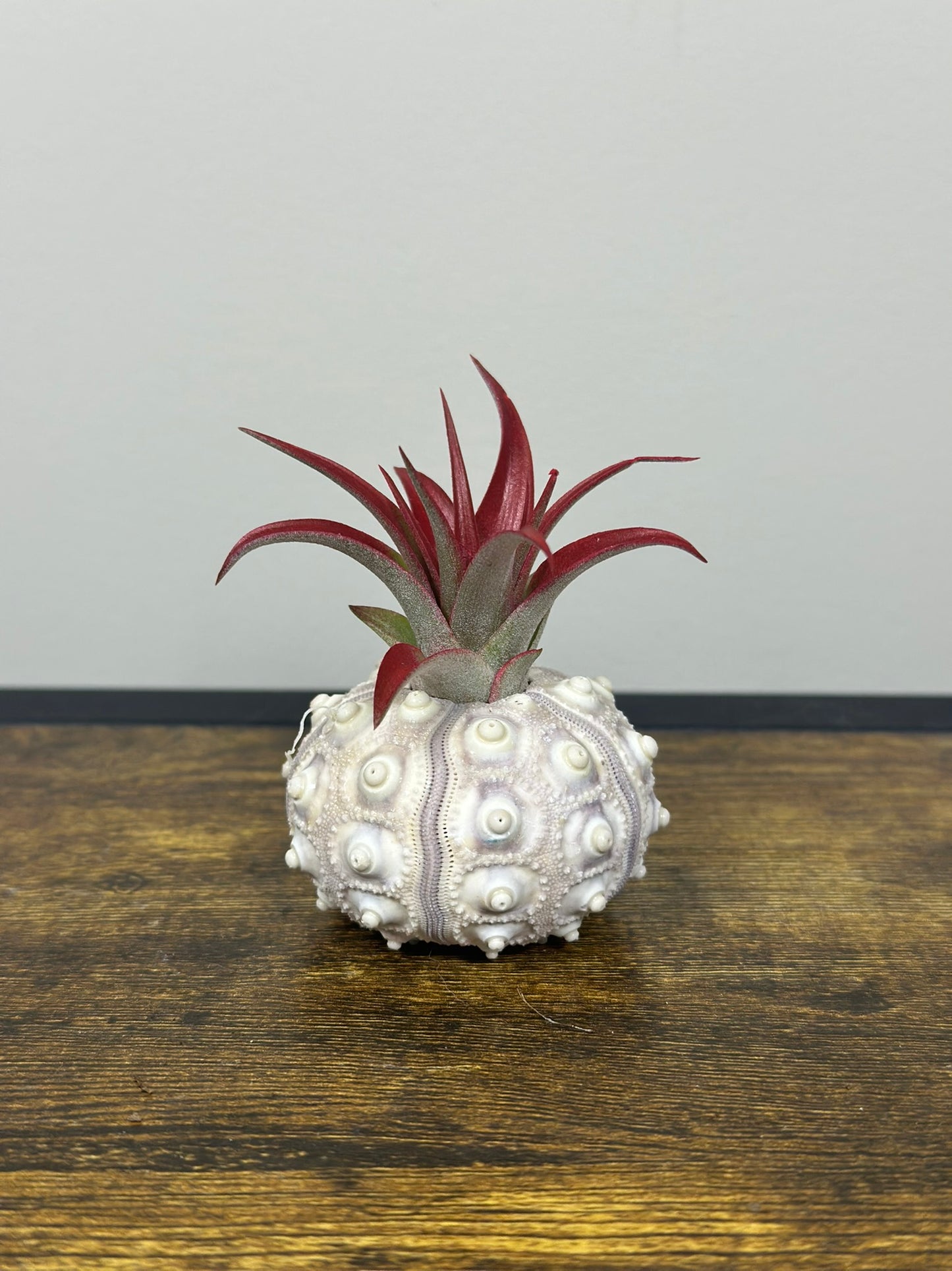 Air Plant in a Sputnik Shell