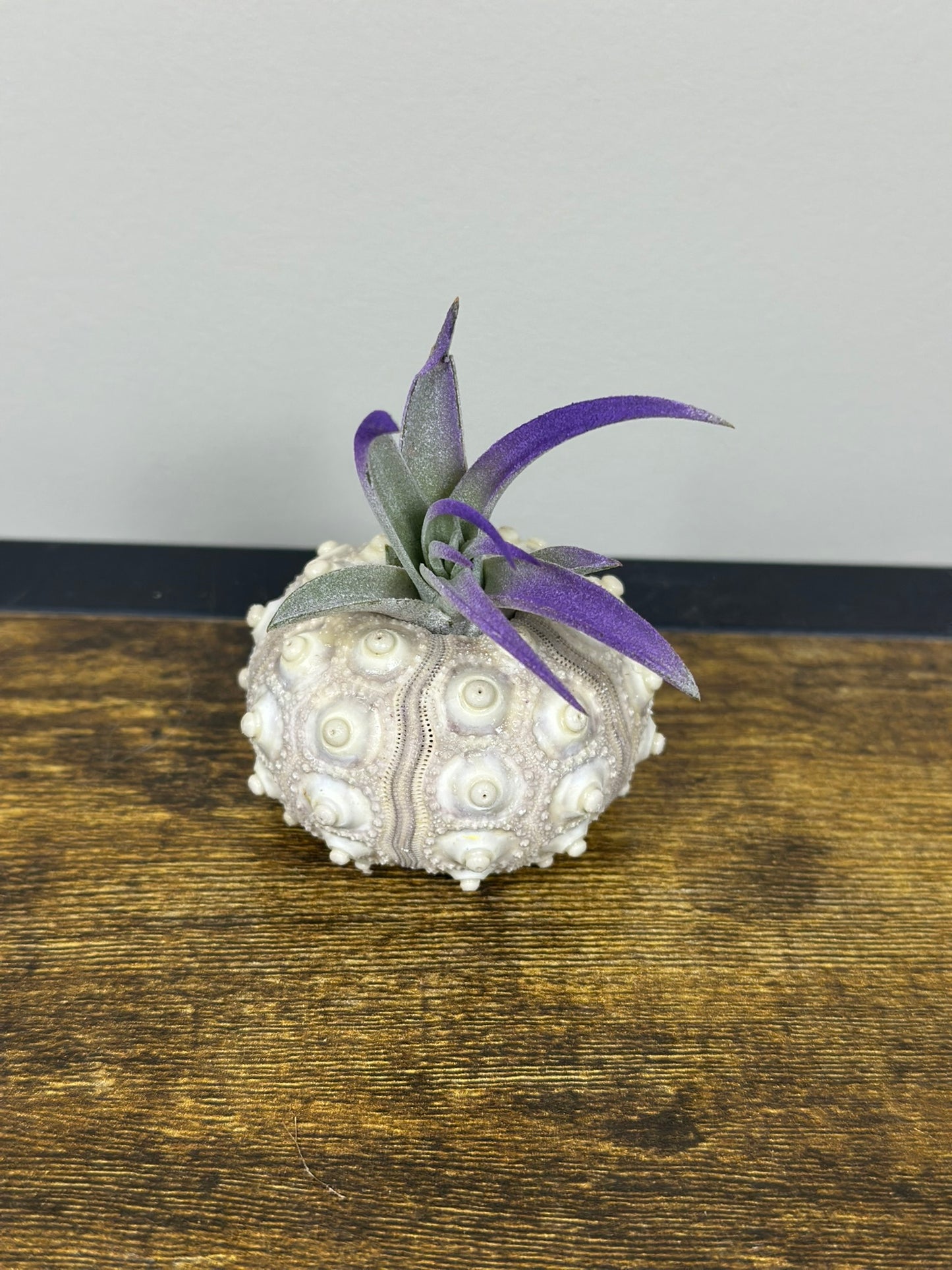 Air Plant in a Sputnik Shell