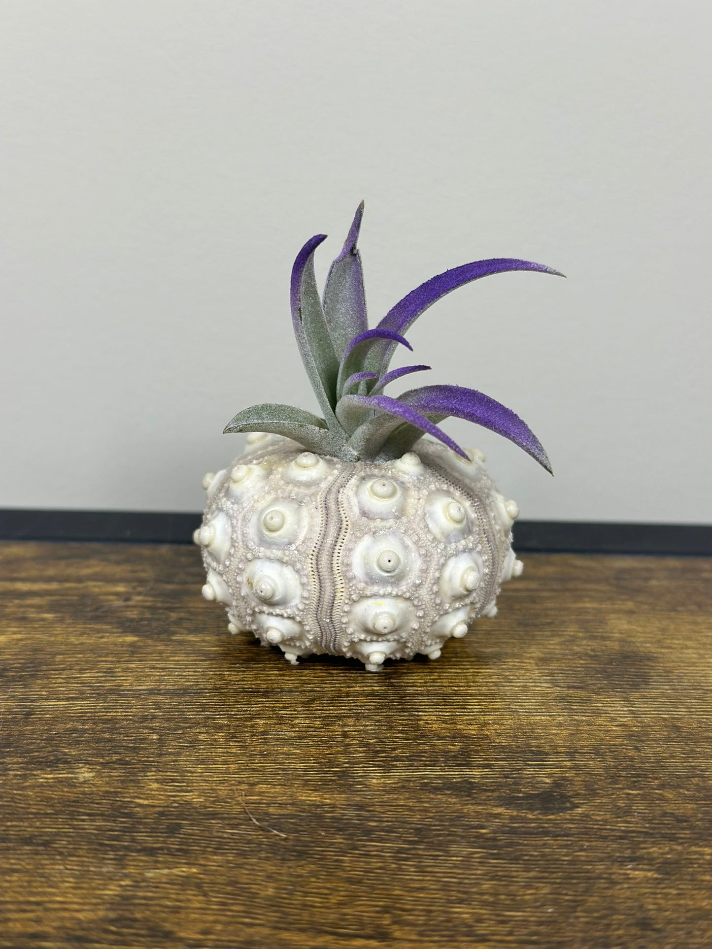 Air Plant in a Sputnik Shell
