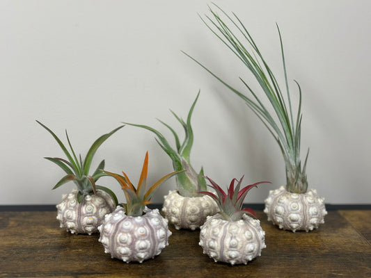 Air Plant in a Sputnik Shell