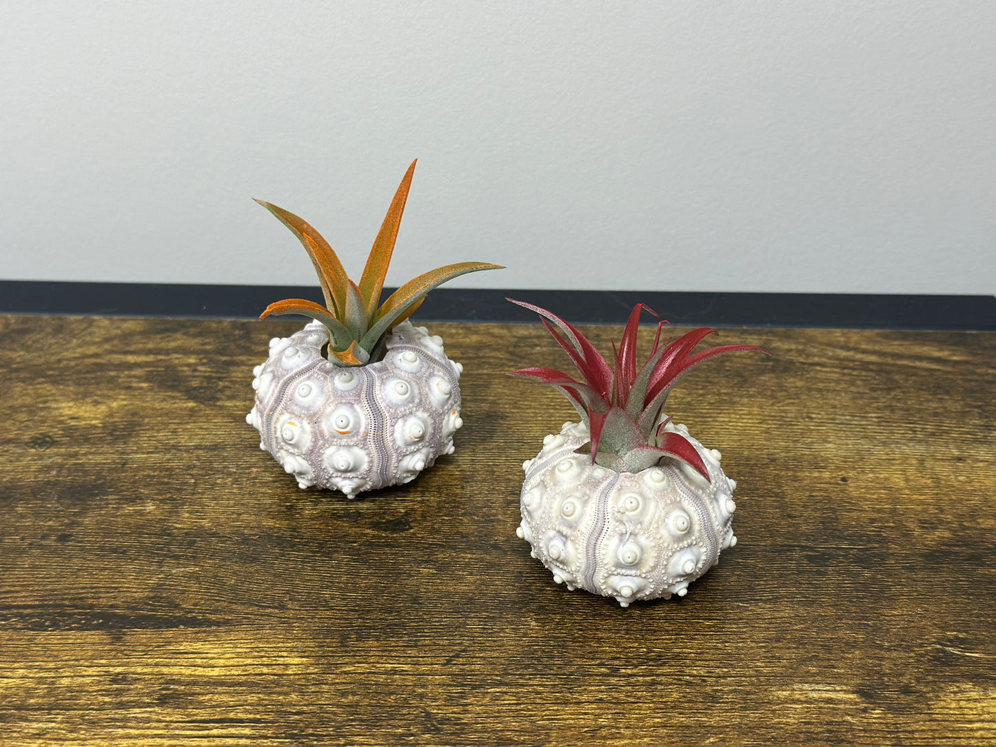 Air Plant in a Sputnik Shell