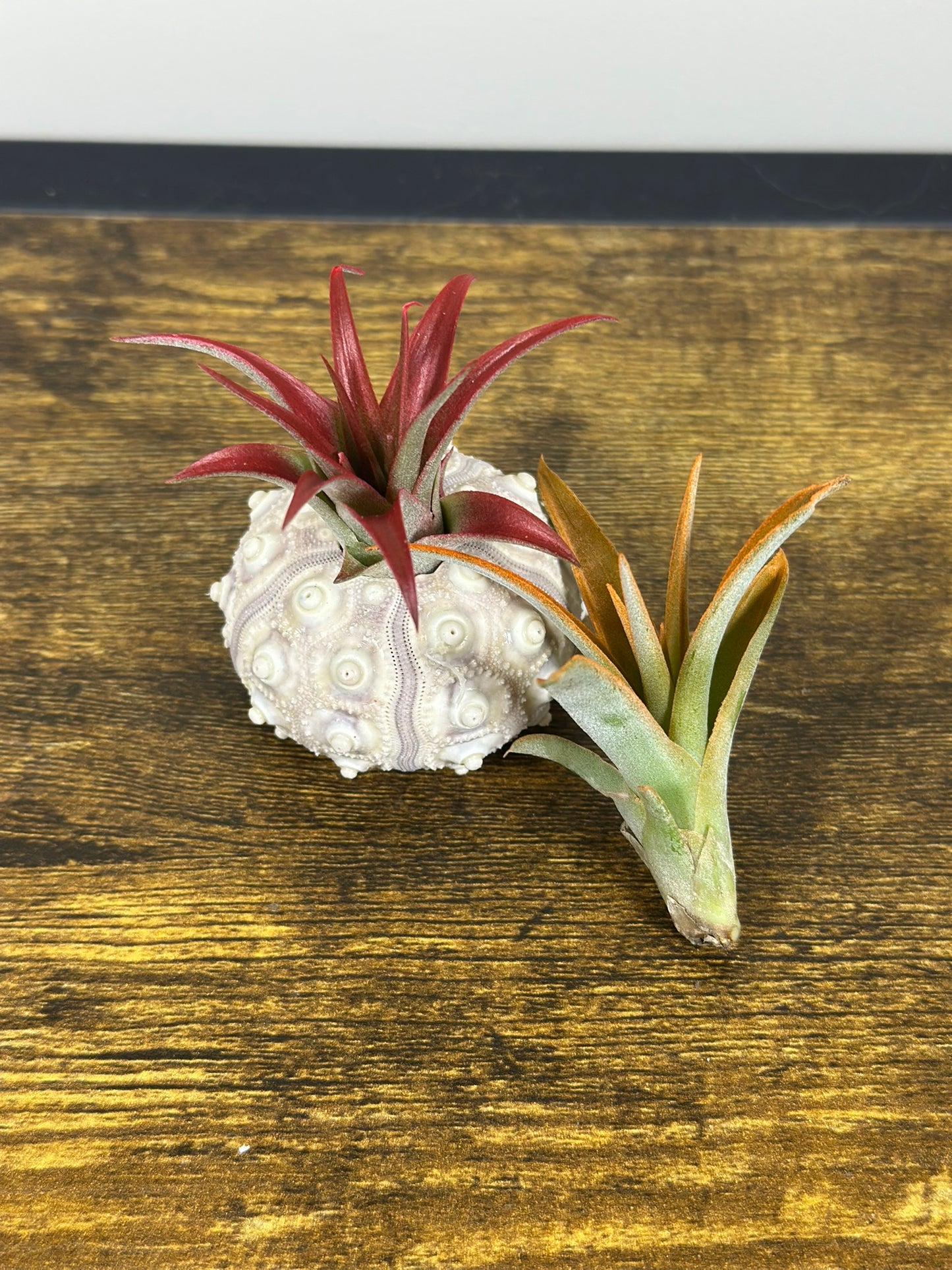 Air Plant in a Sputnik Shell