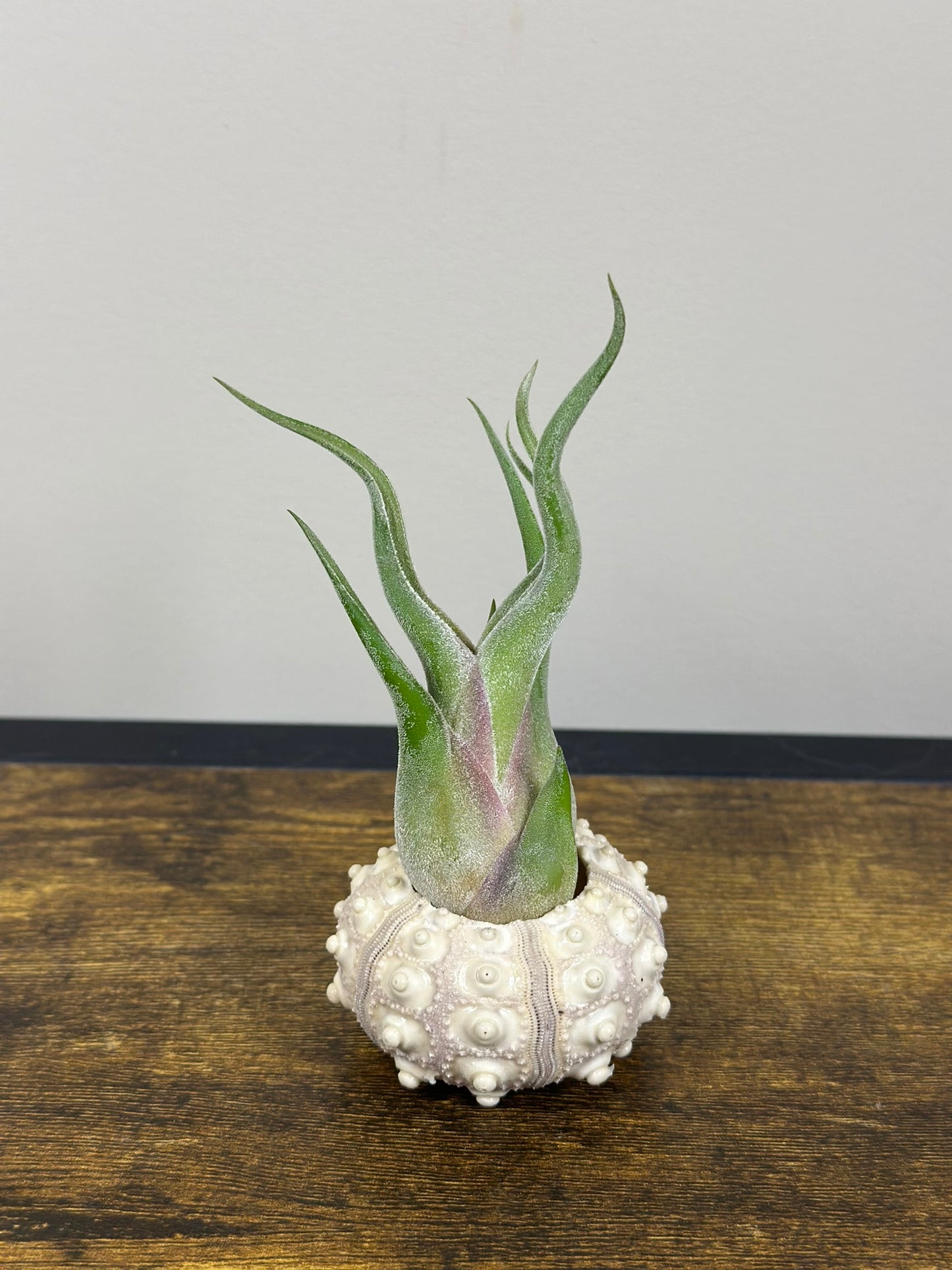 Air Plant in a Sputnik Shell