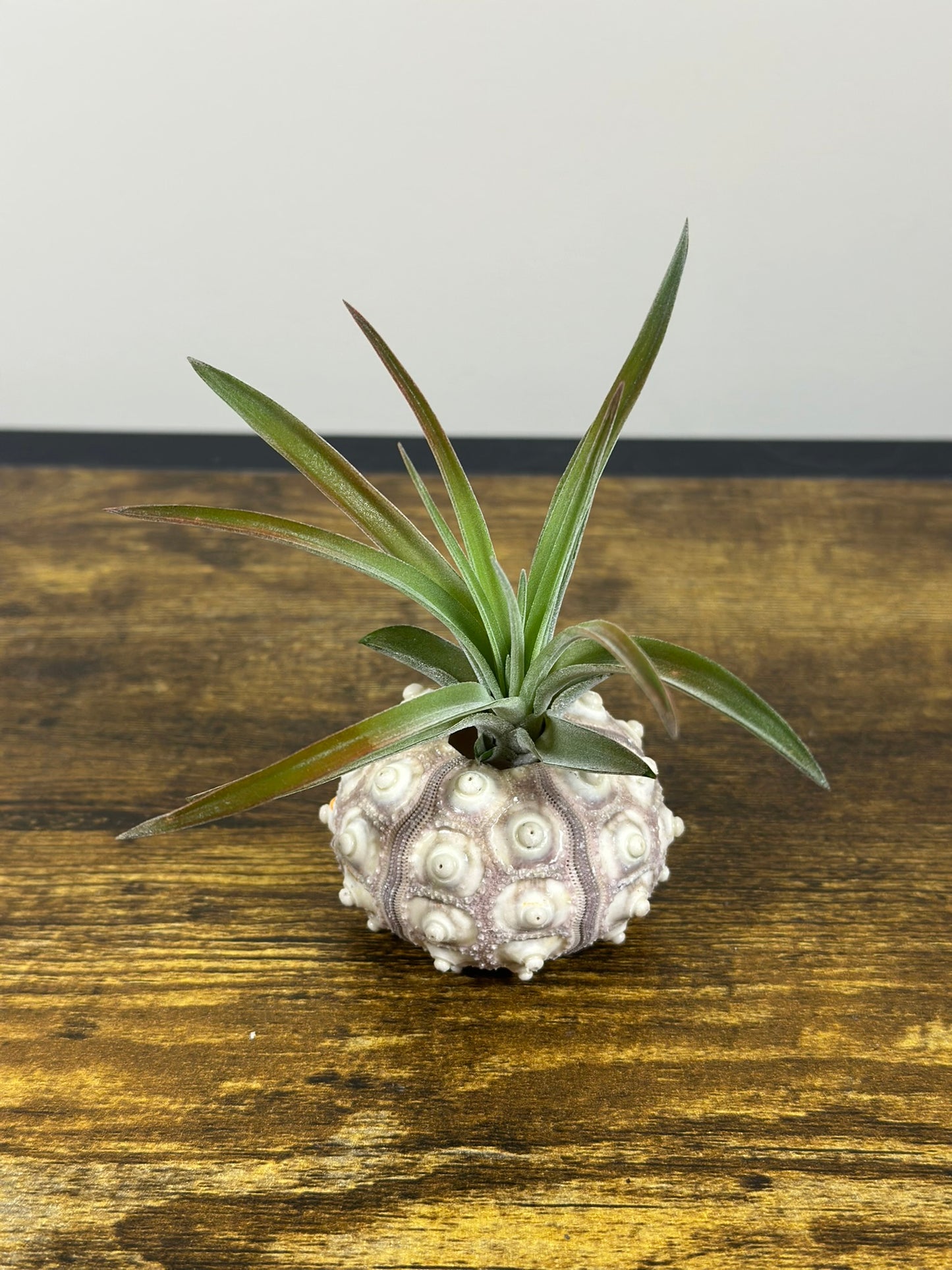 Air Plant in a Sputnik Shell