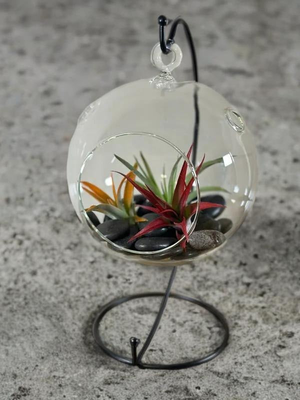 Hanging Air Plant Terrarium