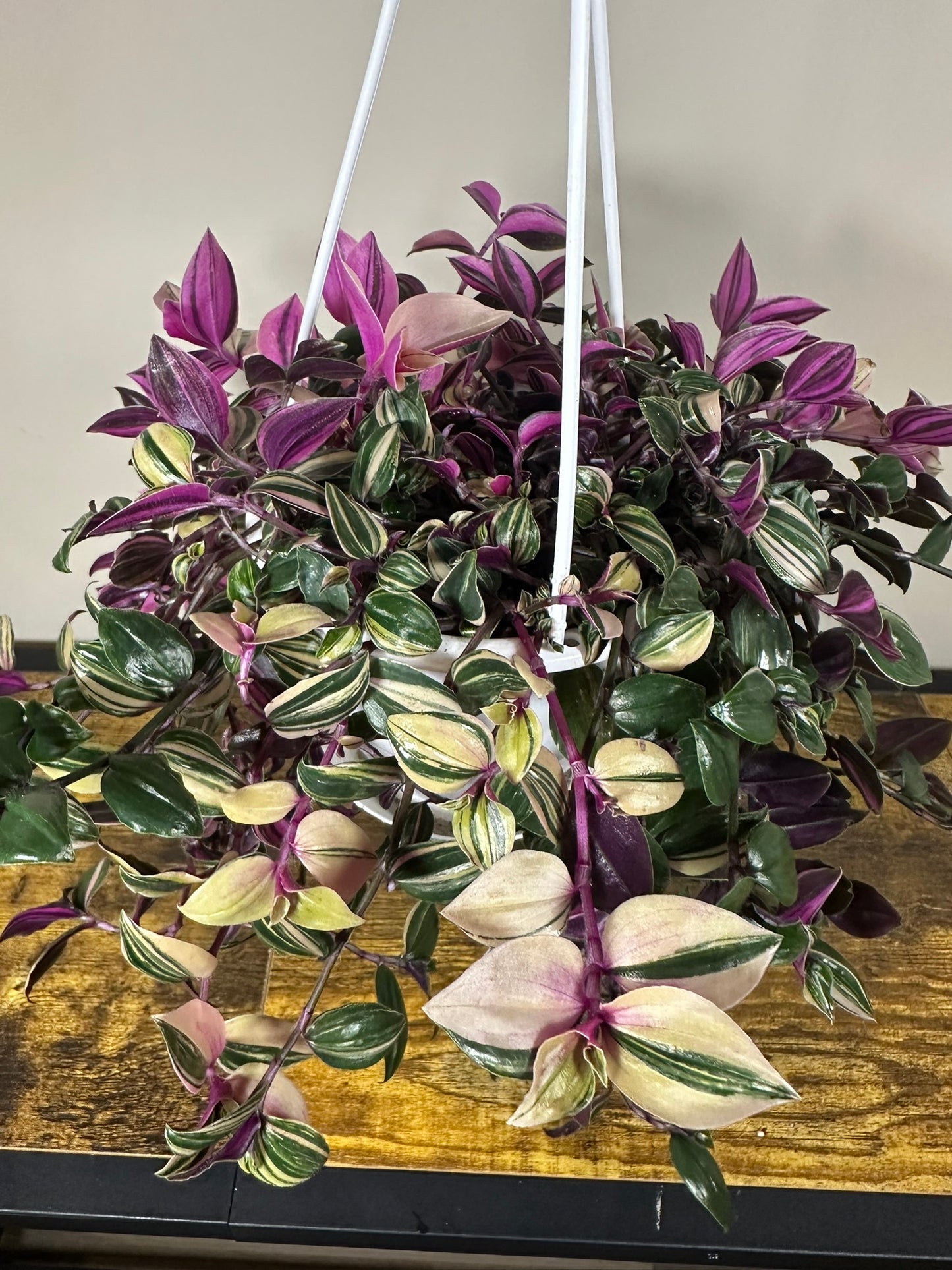 Tradescantia Quadricolor 4" Hanging Basket