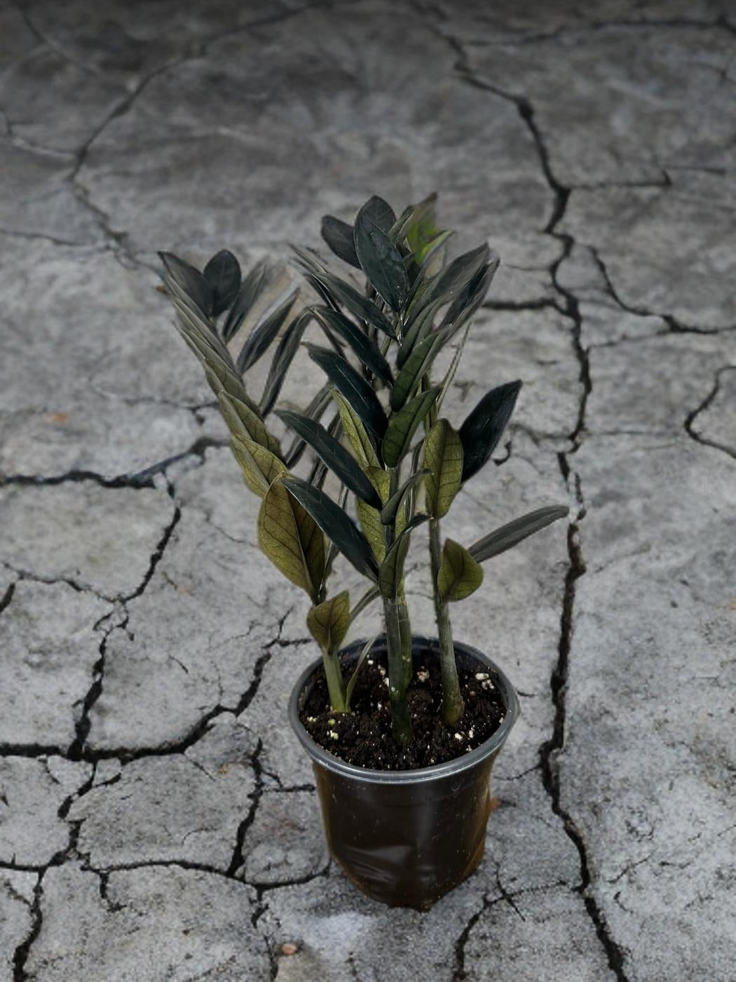 soil for raven zz plant Black Raven ZZ