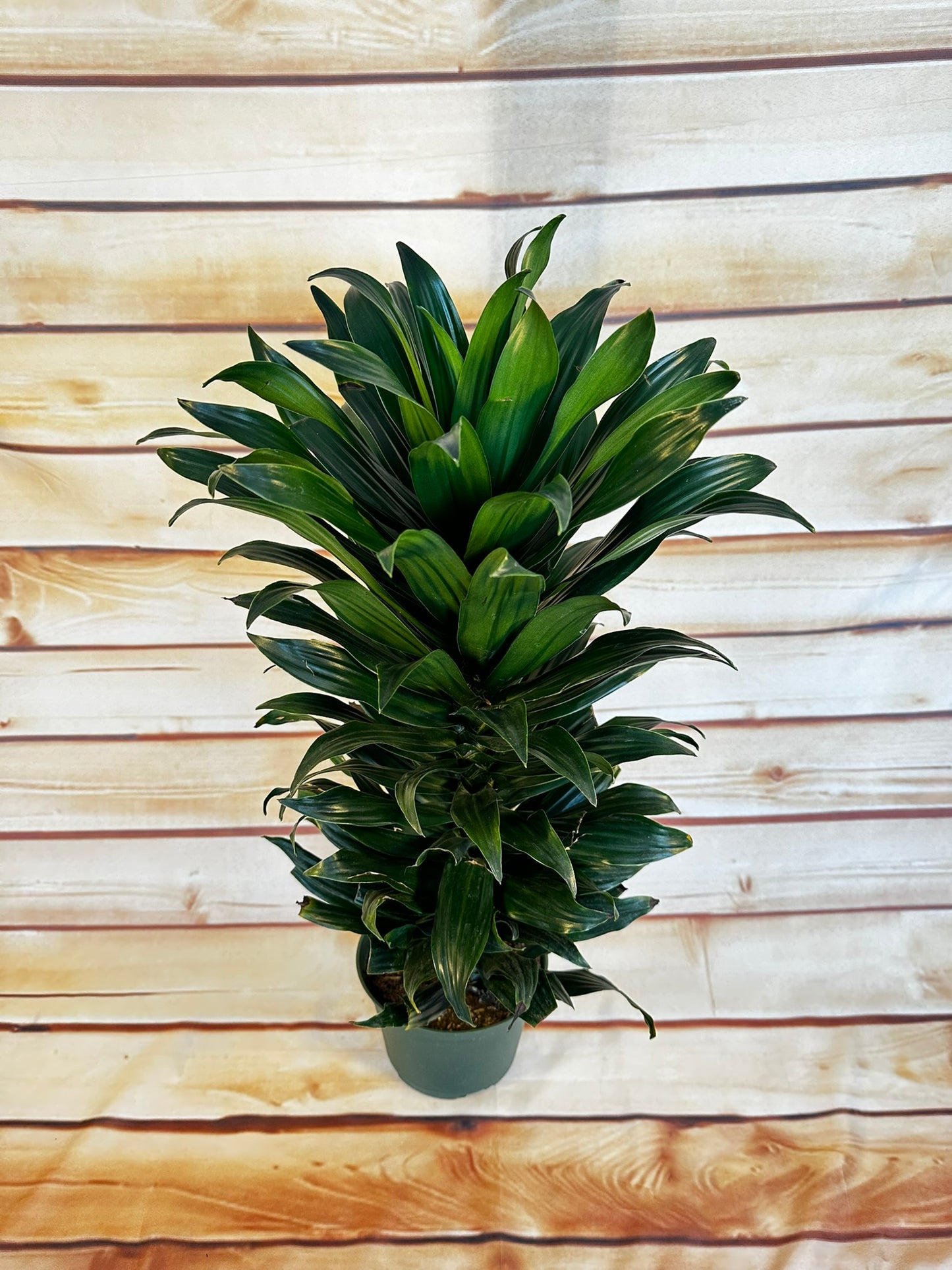 Dracaena Green Jewel - 6 inch