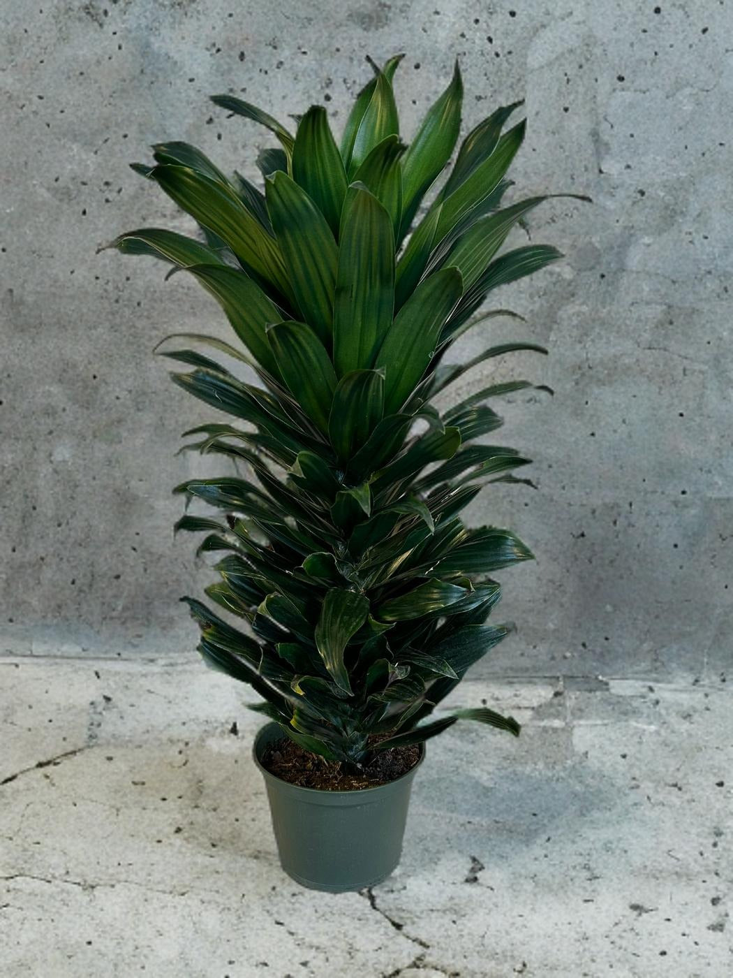 Dracaena Green Jewel - 6 inch