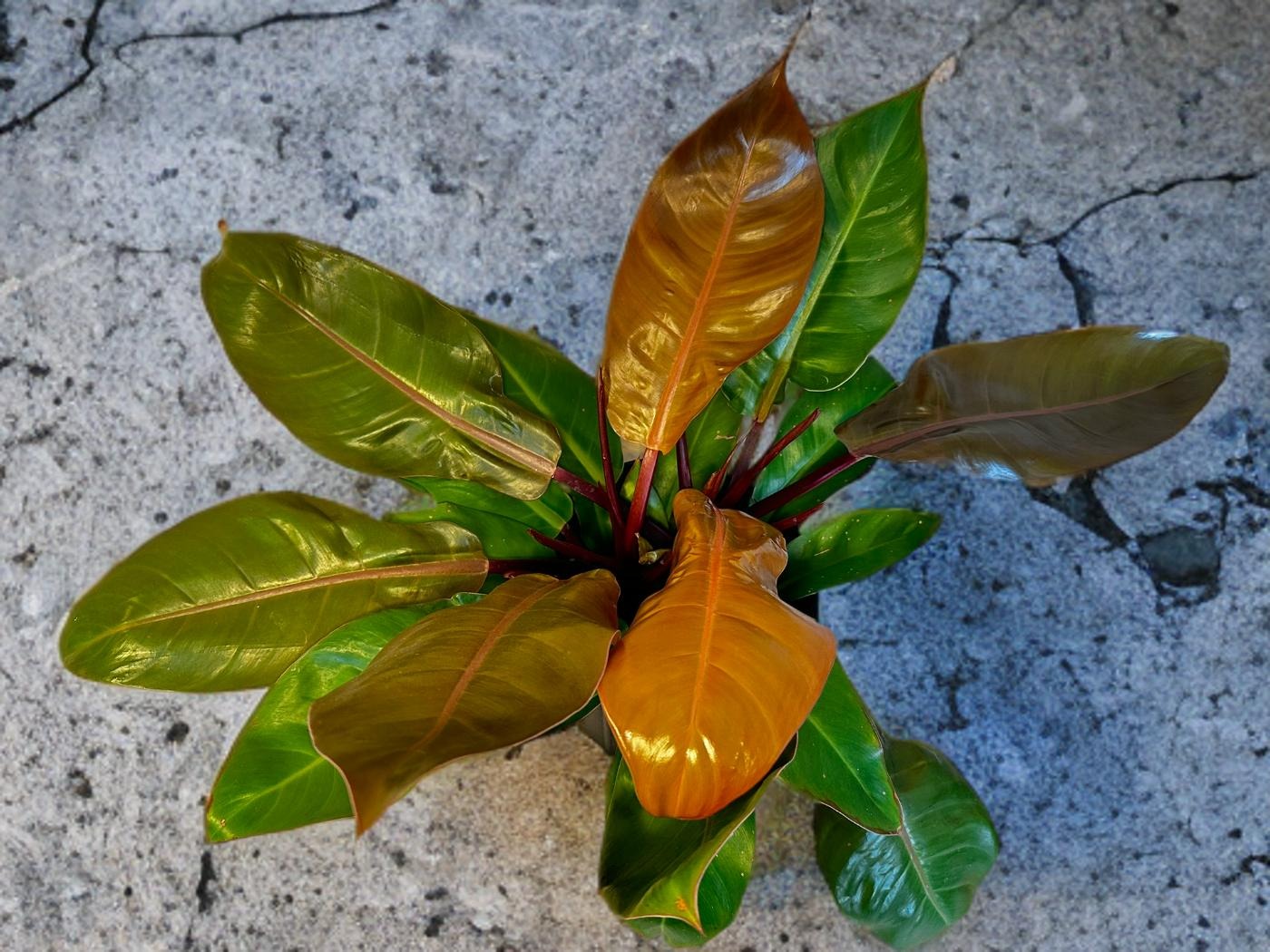 Prince of Orange Philodendron - 12 inch *LOCAL DELIVERY ONLY*