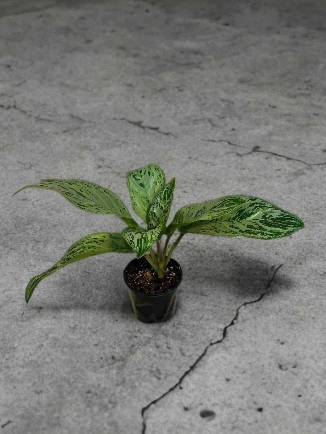 Aglaonema Donatello - 4 inch