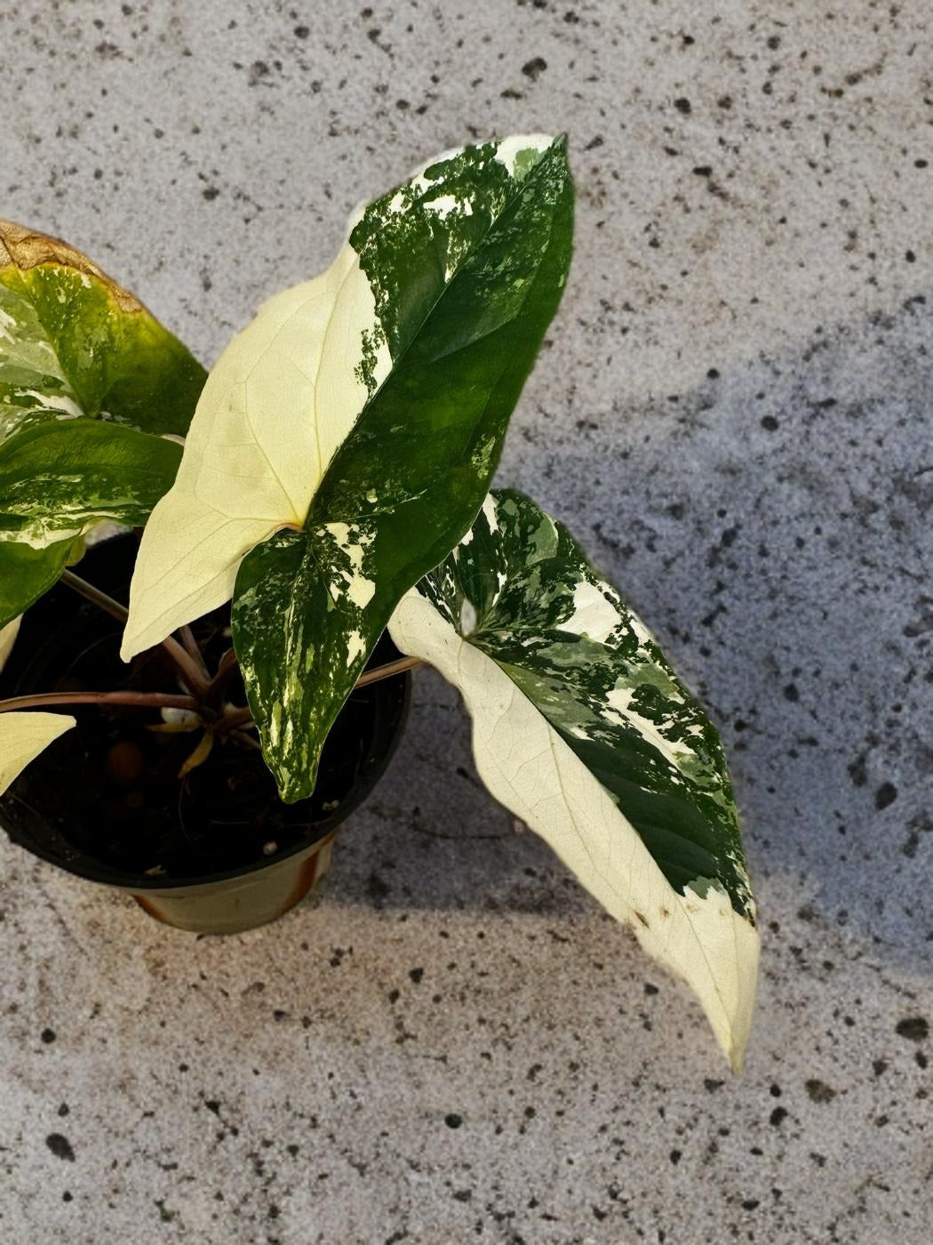 Syngonium Albo- 4 inch