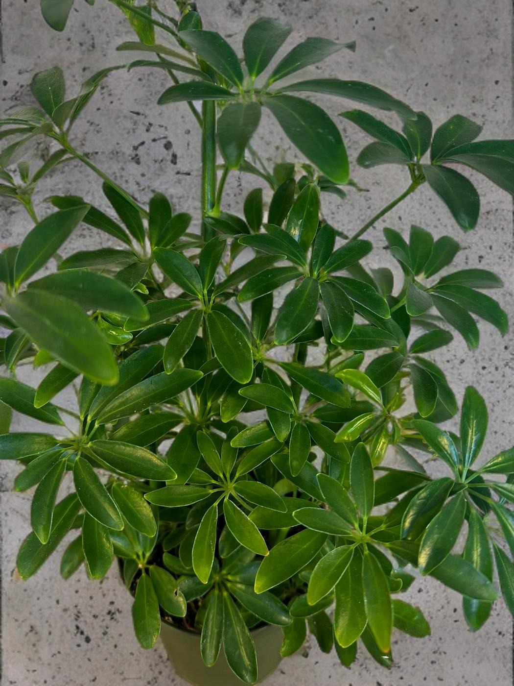 Umbrella Tree -Schefflera Arboricola - 6 inch