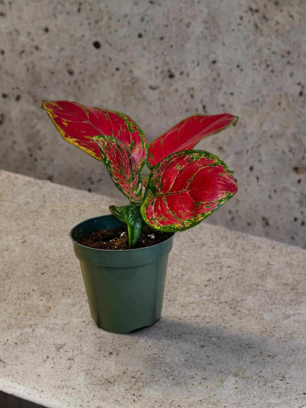 Aglaonema China Red- 4 inch
