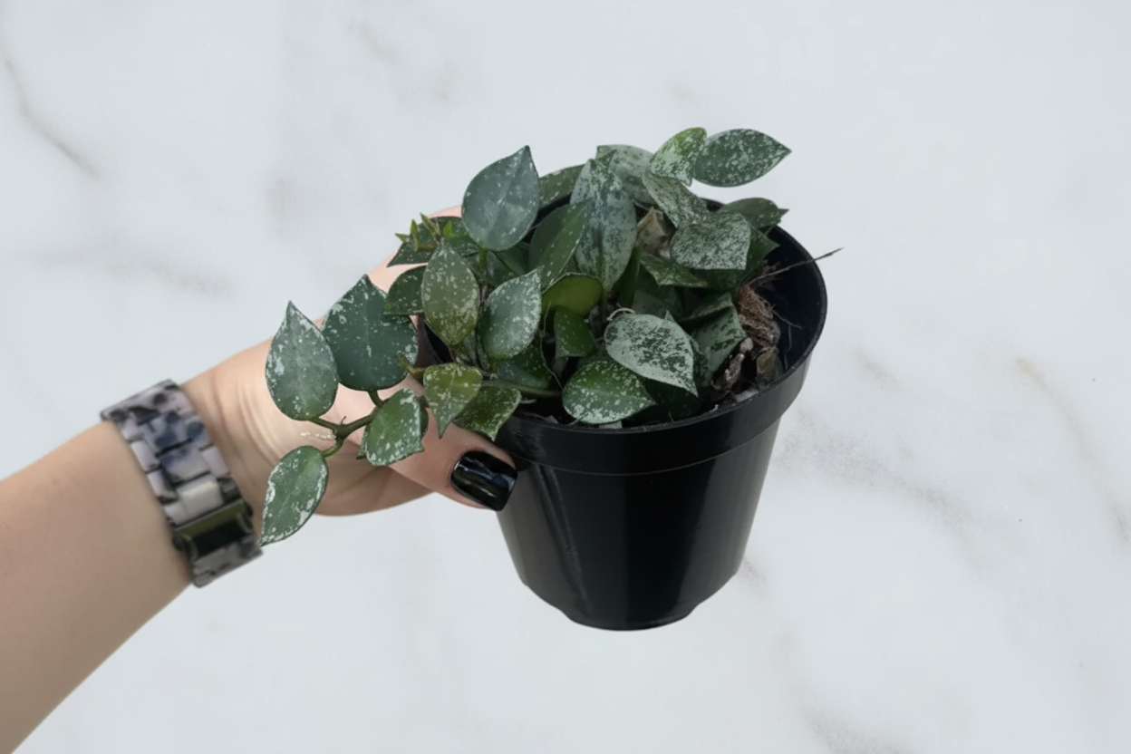 Hoya Eskimo- 4" pot