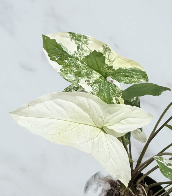 Syngonium Albo- 6 inch