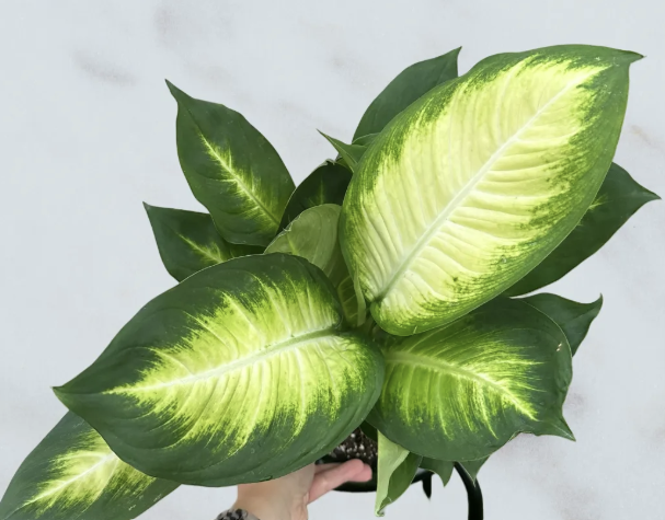 Dieffenbachia Camille - 6 inch