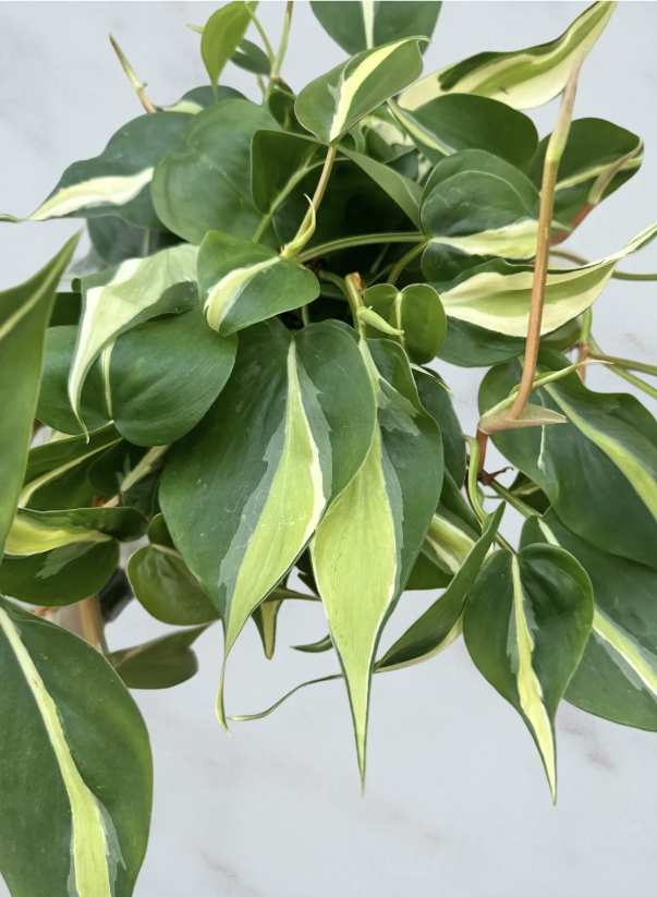 Philodendron Rio- 6"