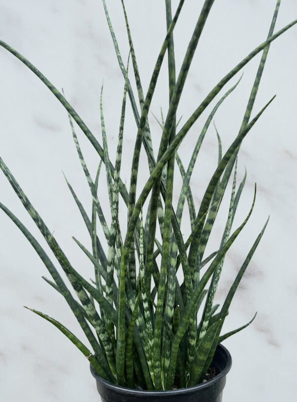 Sansevieria cylindrica- 6" pot