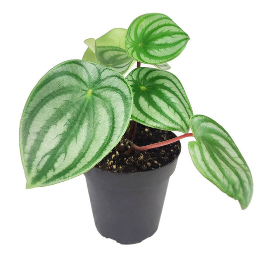 Peperomia Watermelon Plant - 4 inch