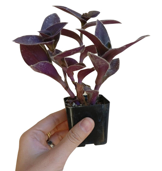 Purple Heart Tradescantia Pallida - 2 inch