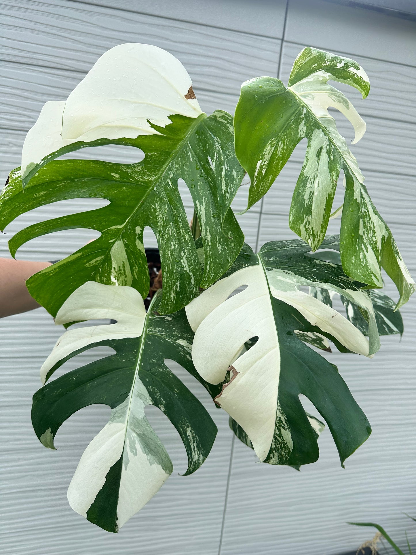 Monstera Deliciosa Albo Variegated- 6 inch