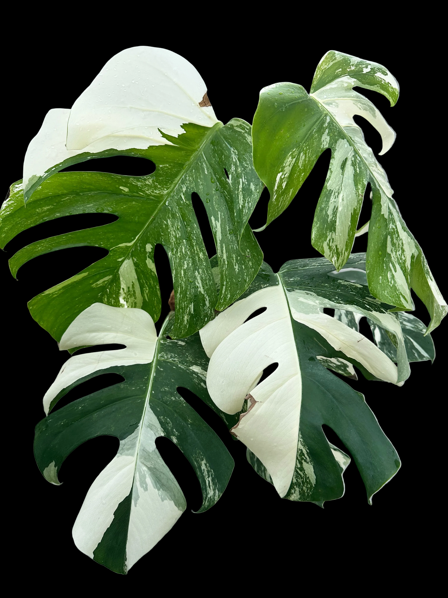 Monstera Deliciosa Albo Variegated- 6 inch