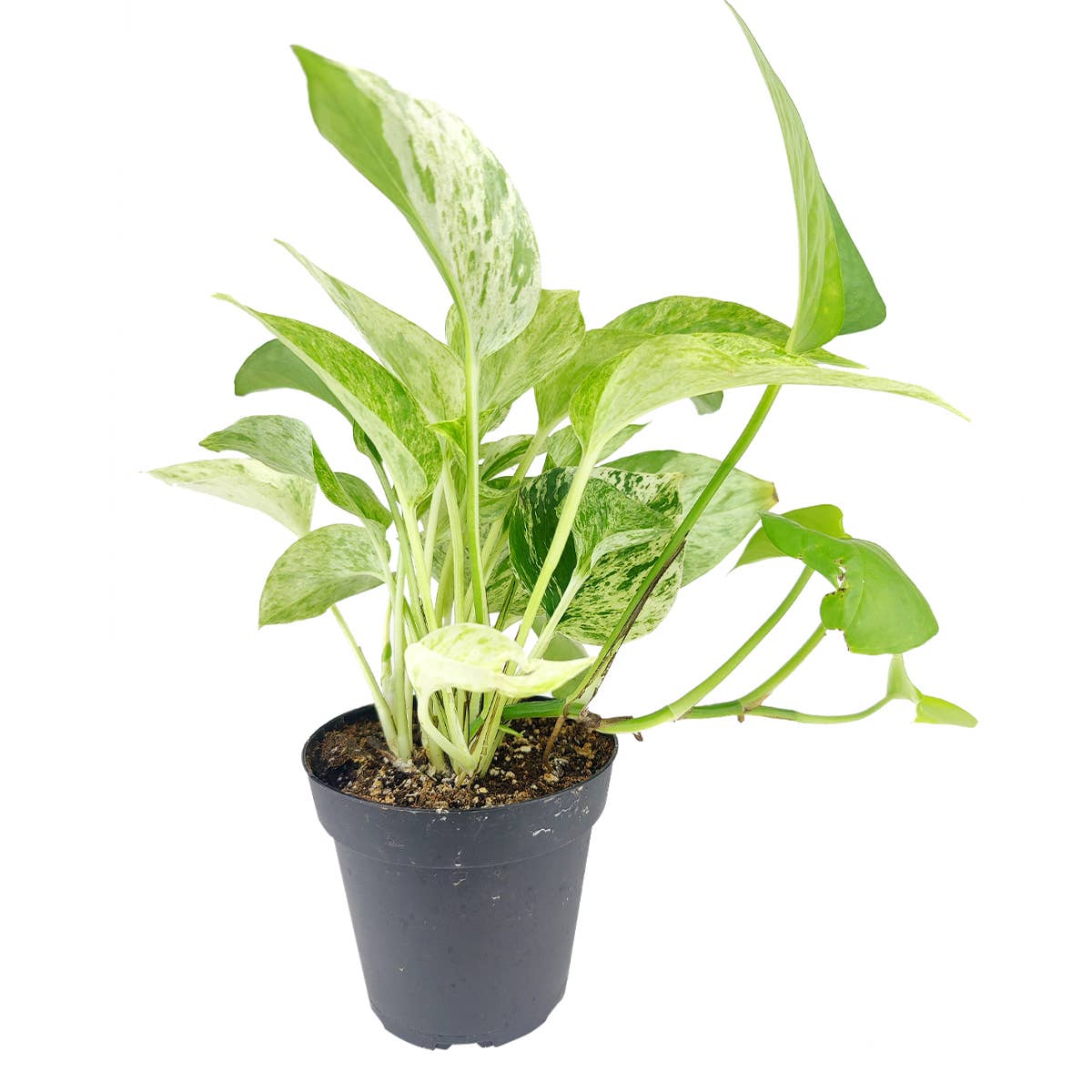 Marble Queen Pothos- 4 inch