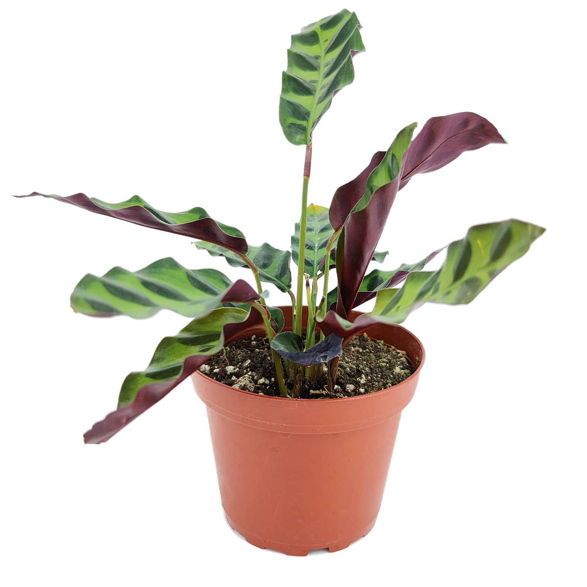 Calathea Rattlesnake  - 4 inch