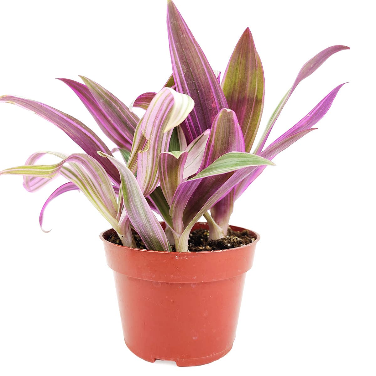 Rhoeo Spathacea Tricolor - Tradescantia Oyster Plant - 4 inch