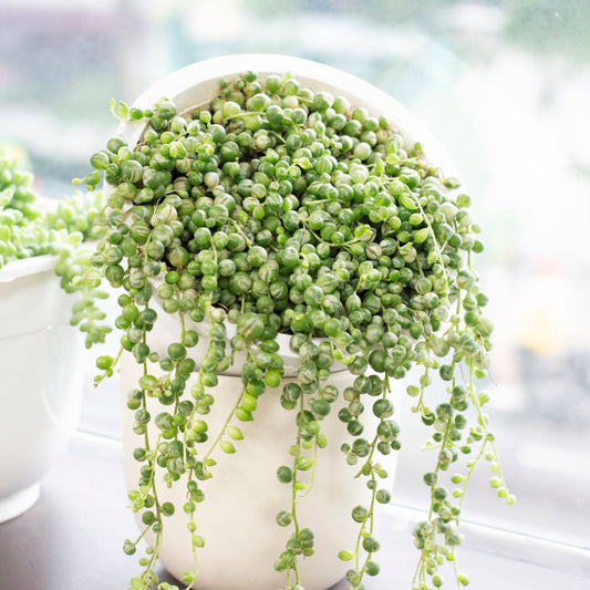 Variegated String Of Pearls -  2 inch