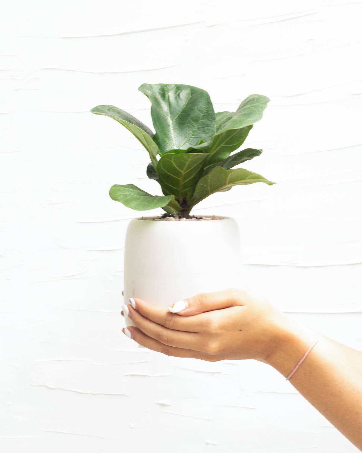 Fiddle Leaf Fig- Ficus Lyrata - 4 inch