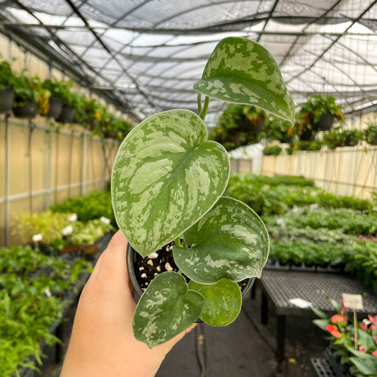Satin Pothos - 4" Pot