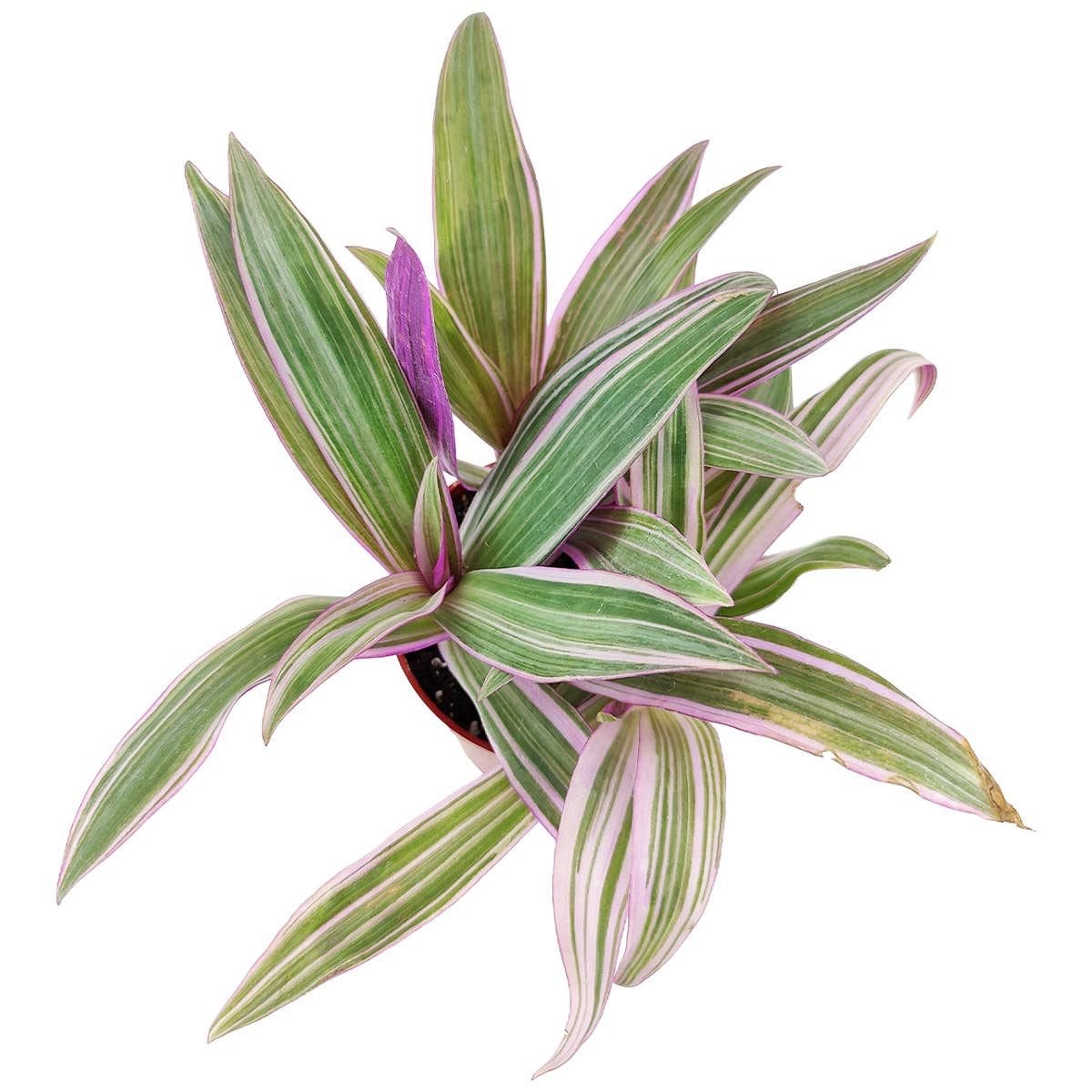 Rhoeo Spathacea Tricolor - Tradescantia Oyster Plant - 4 inch